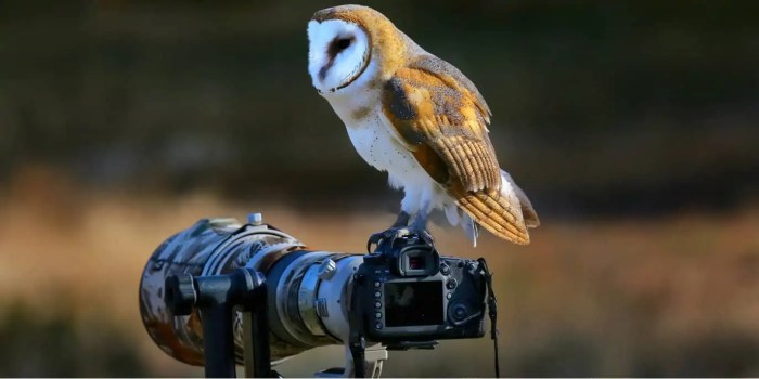 Best Lens for Bird Photography Nikon: Capturing Feathered Wonders